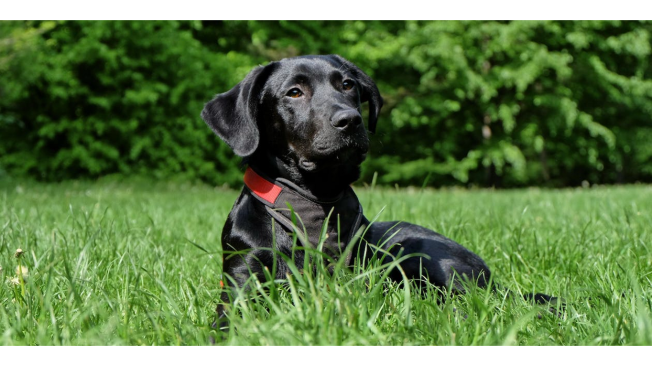 Illustratie voor: Vermiste vierjarige gered dankzij hond